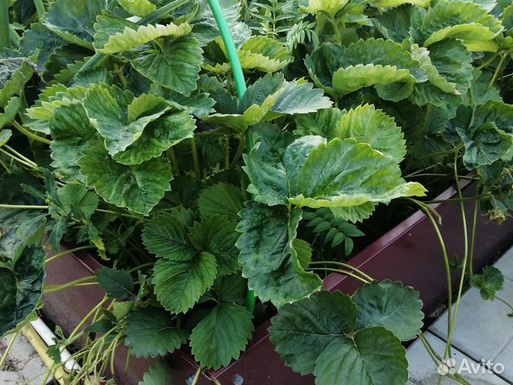 Земклубника Купчиха