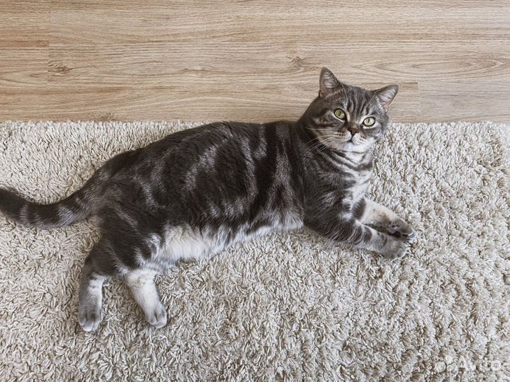 Вязка мраморный британец