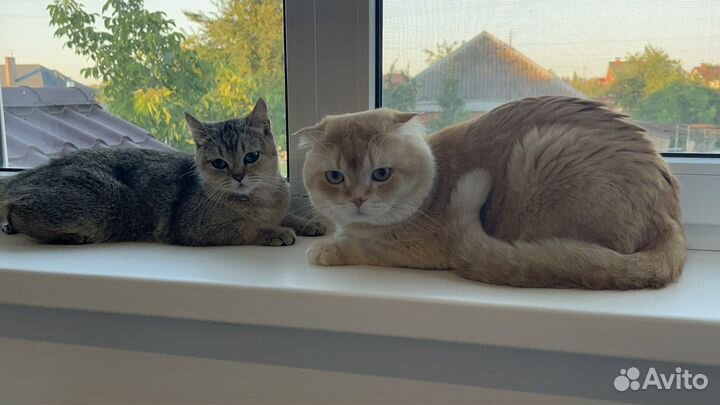 Шотландские котята