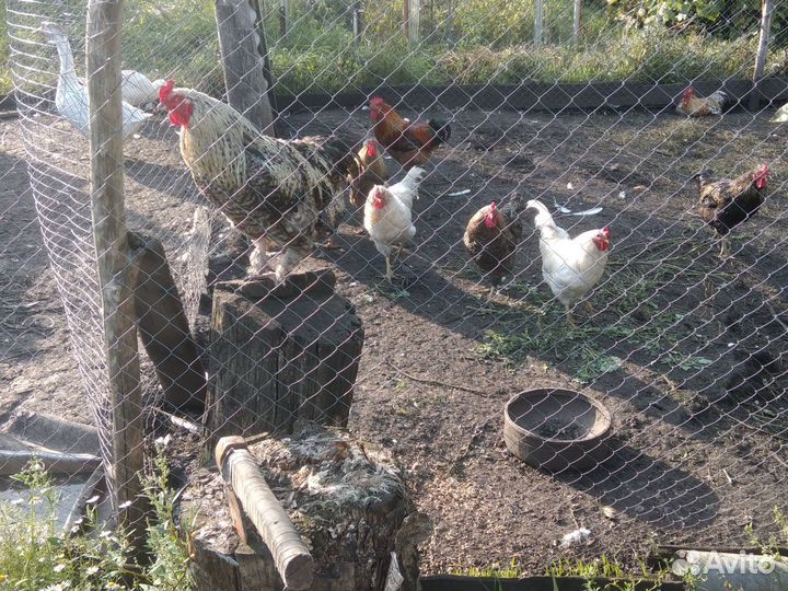 Молодые петушки