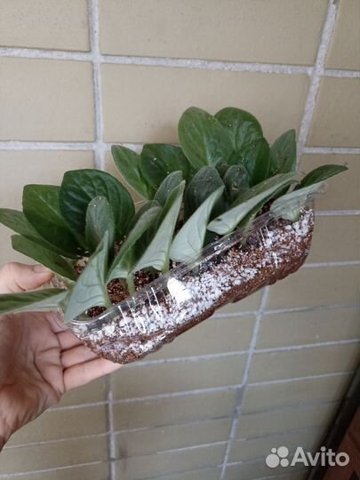 Листья фиалки белый