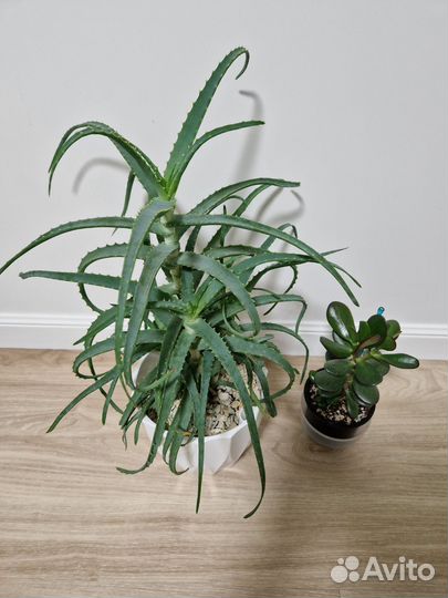 Алоэ столетник