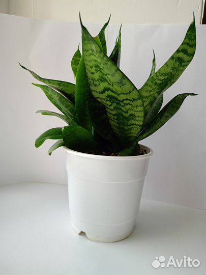 Сансевиерия ханни