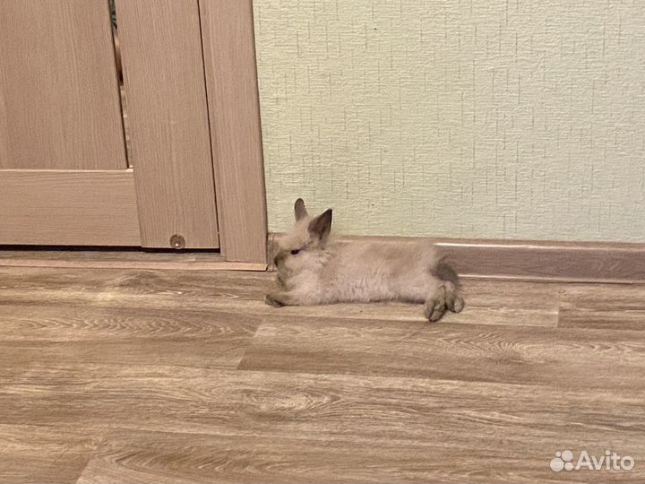 Декоративные кролики
