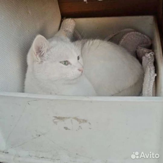 Молодой котик ищет любящие ручки