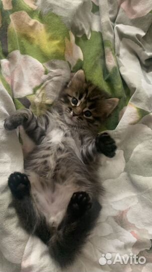 Котёнок бесплатно