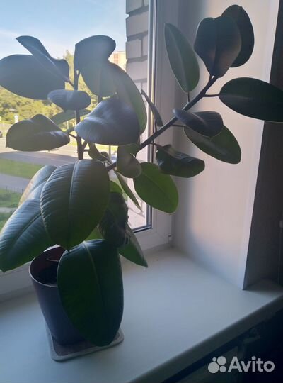 Фикусы каучуконосные/эластик