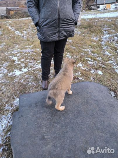 Собака в добрые руки отдам бесплатно щенки