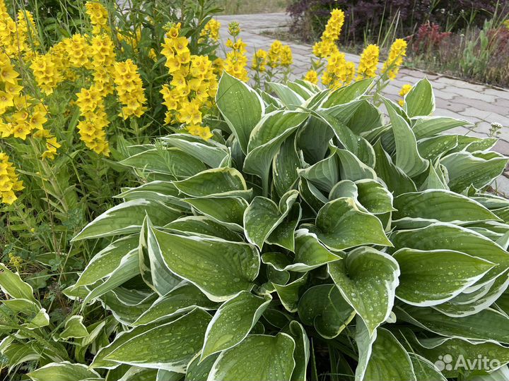 Многолетники