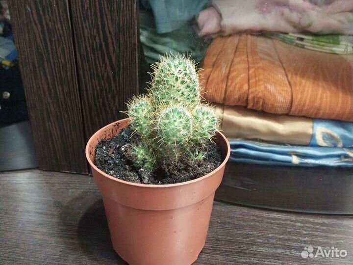 Кактусы и сансеверия