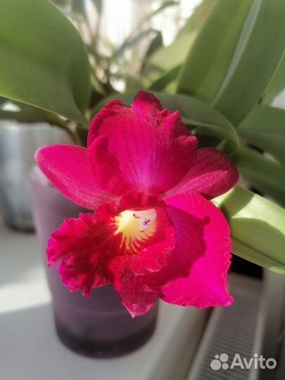 Орхидеи катлеи