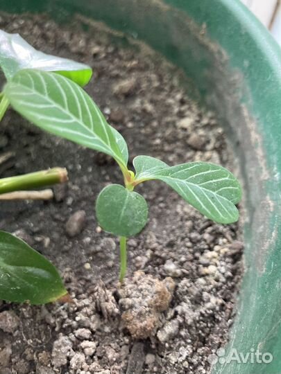 Молочай 2шт