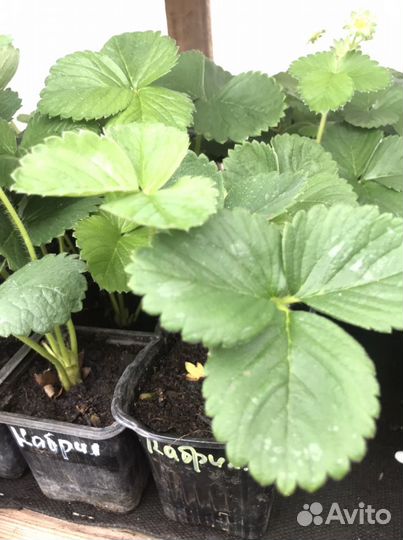 Саженцы клубники Кабрилло