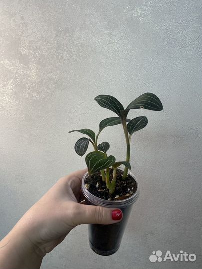 Комнатные цветы растения