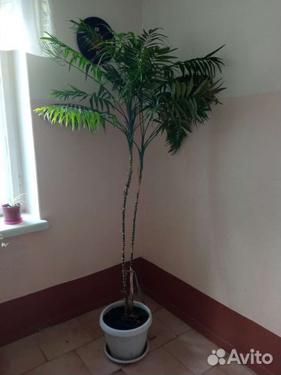 Пальма из двух шт