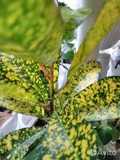 Черенки редких растений