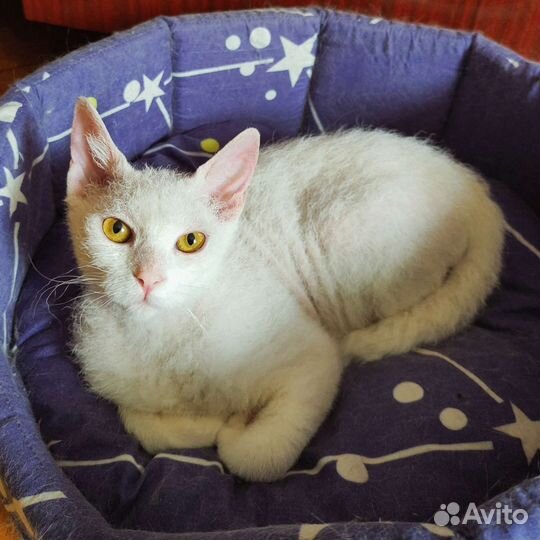 Кошки в добрые руки