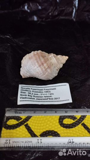 Морская раковина Nucella Freycinetti