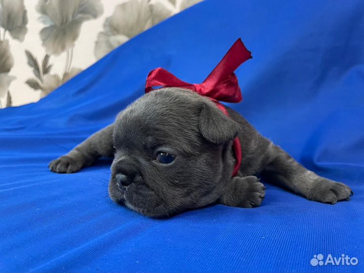 Французский бульдог