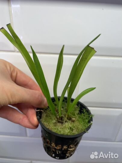 Орхидея Dracula simia