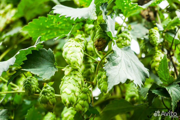 Хмель садовый саженцы