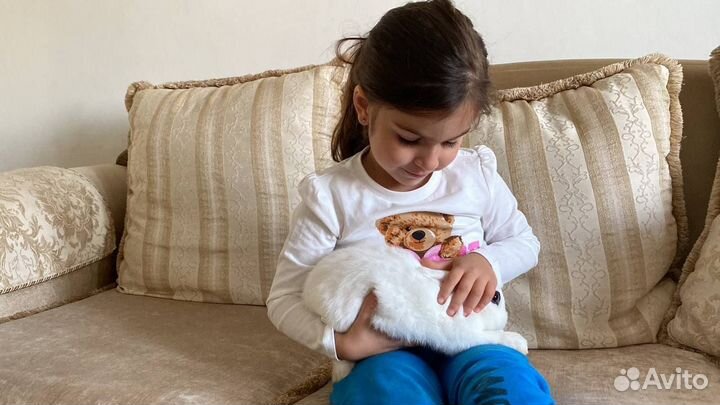 Продам карликового кролика+все необходимое