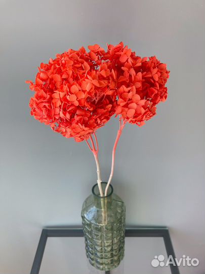 Гортензия сухоцвет