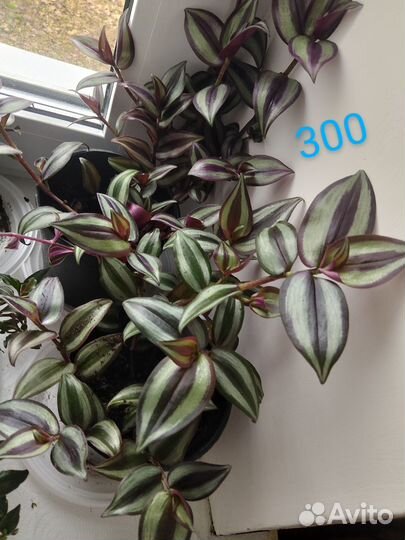 Комнатные цветы. Виды традесканций