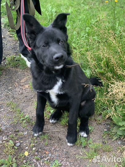 Собака в добрые руки