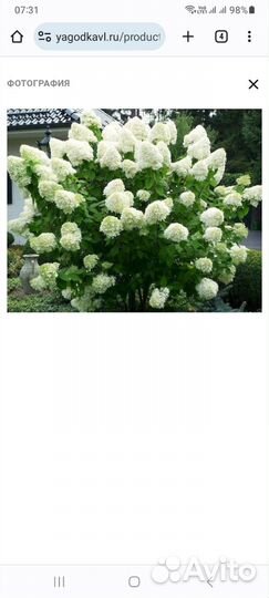 Гортензия метельчатая черенки