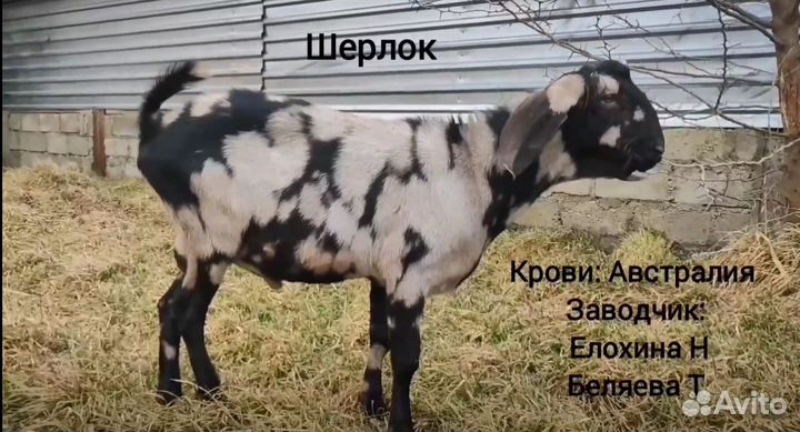 Козлы на племя