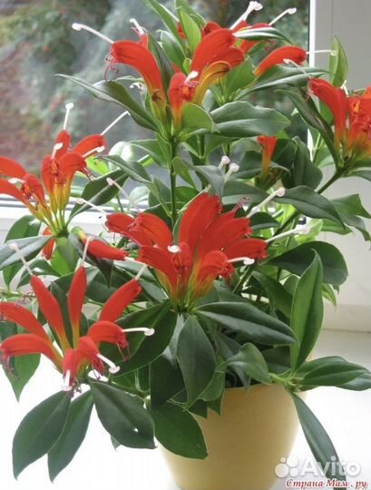 Эсхинантус 