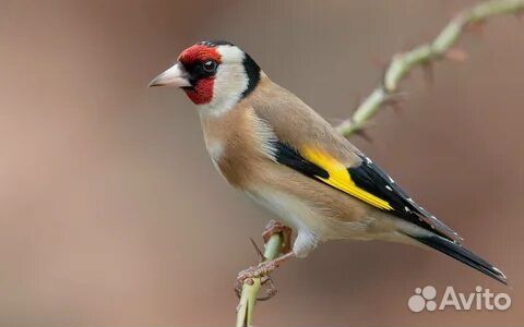 Птица шеголь