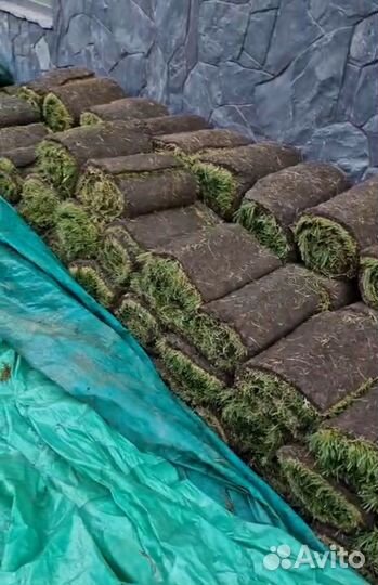 Рулонный газон