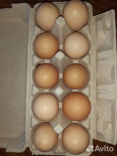 Инкубационное яйцо, цыплята