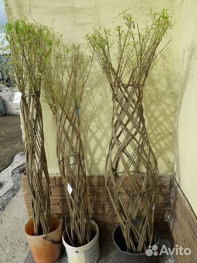 Плетеная ива(Русская пальма)