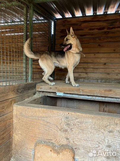 Красавица собака Звёздочка ждёт семью