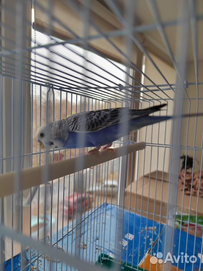 Волнистый попугай с клеткой