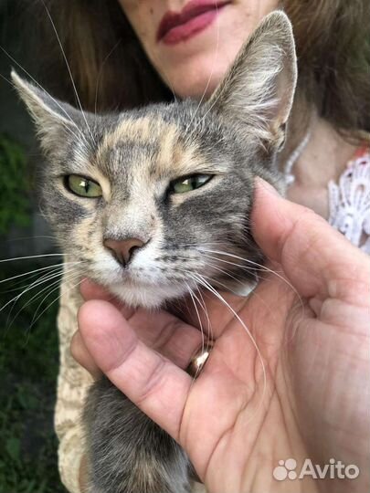 Кошечка в добрые руки