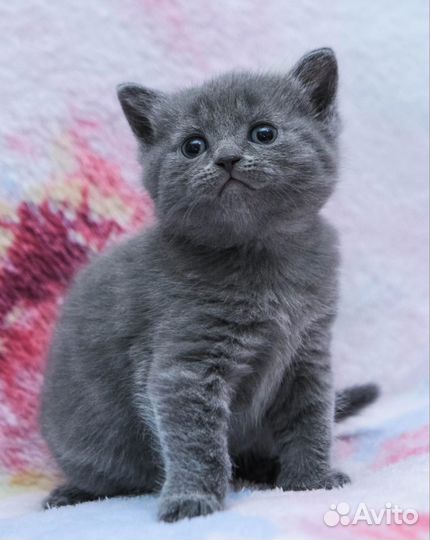 Шотландские котята