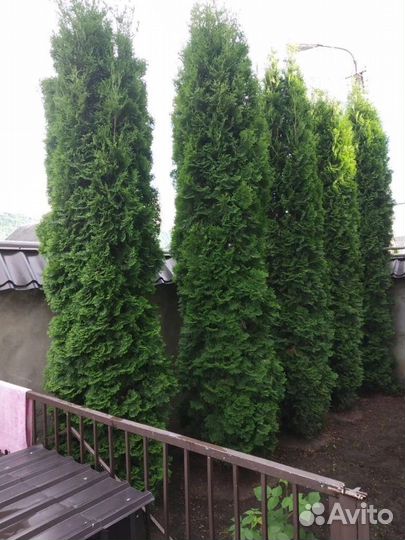 Туи Колумна и Холмструп