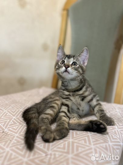 Котята 2 месяца