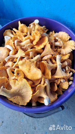 Грибы лисички