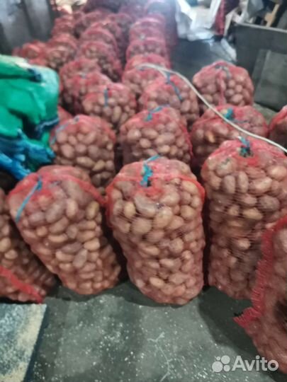 Продам картофель оптом