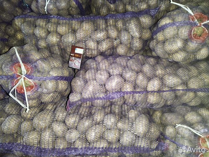 Продам картофель оптом