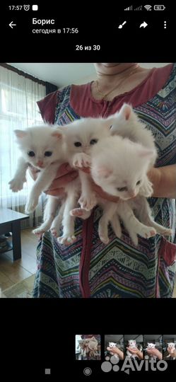 Кошки в добрые руки бесплатно