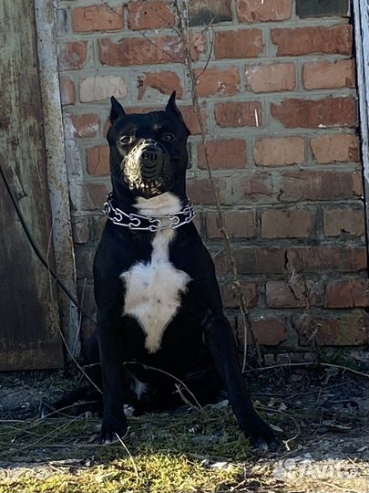 Американский стаффордширский терьер вязка