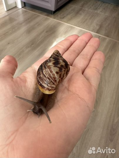 Улитка Ахатины