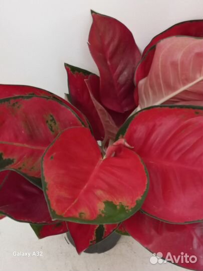 Аглаонема ред стар