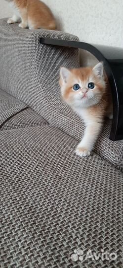 Британский котик